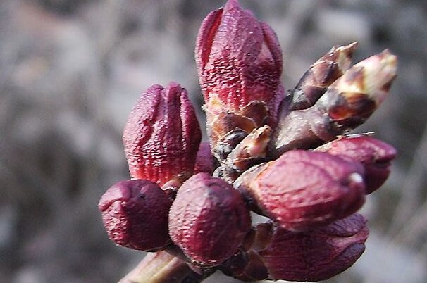 39197_8.jpg