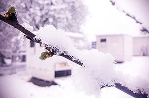 80932_8.jpg
