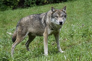 5b2d3e70-afa8-1d7a-b7c6-df1265f45c70-79097.jpeg