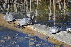 39190_8.jpg