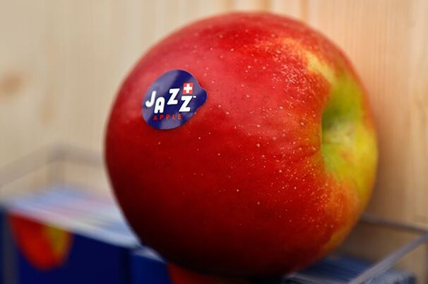 63126_8.jpg