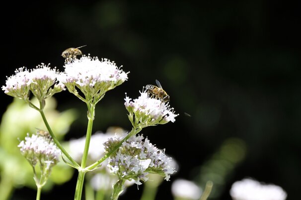 d405318a-43db-8559-671b-4274e84f4508-147498.jpeg
