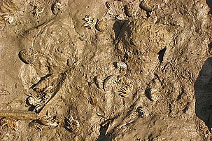 39597_8.jpg
