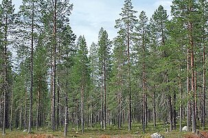 51784_8.jpg