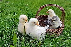 81160_8.jpg