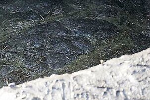 41787_8.jpg