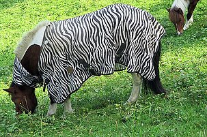 58165_8.jpg