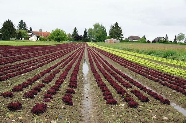 37821_8.jpg