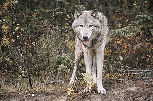 de369f32-13fb-1f43-72e2-0141f616de06-126145.jpeg