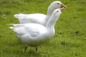 33054_8.jpg