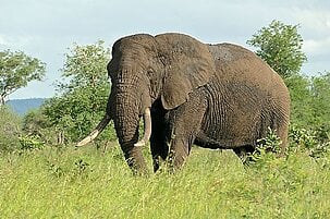 54983_8.jpg