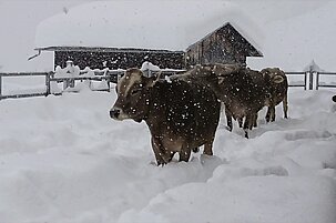 61703820-099a-5b0e-056a-09418a2de618-24320.jpeg