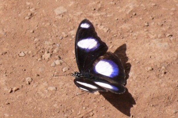 8163_8.jpg