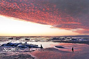 61382_8.jpg