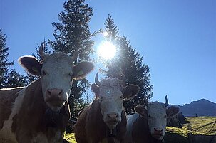 67577_8.jpg