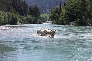 41085_8.jpg