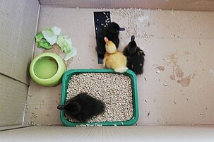 82163_8.jpg