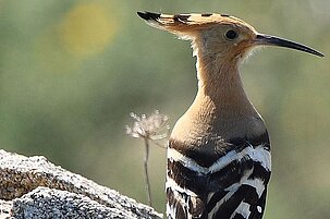 85700_8.jpg