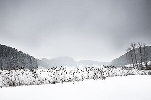 45920_8.jpg