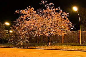 32035_8.jpg