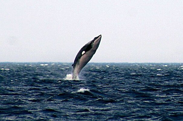 31054_8.jpg