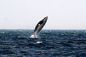 31054_8.jpg