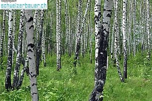 10135_8.jpg