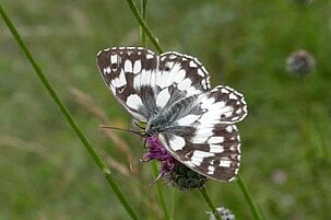 76043_8.jpg