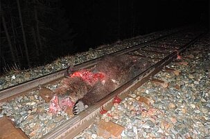 54575_8.jpg