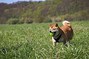 63862_8.jpg