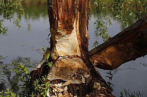 68677_8.jpg