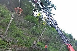 49054_8.jpg