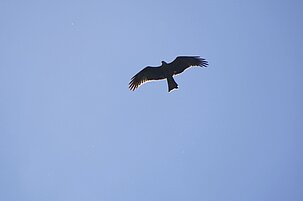 36af5067-e0bb-a277-3e44-f339fca44650-74535.jpeg