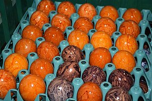 62674_8.jpg