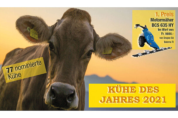 Bild-Kuh-des-JAhres.jpg
