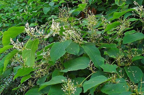 32010_8.jpg