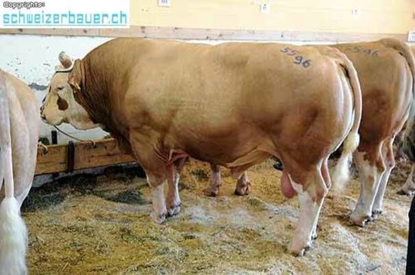 13206_8.jpg