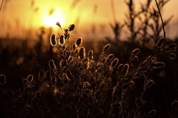 2f9a6bee-b435-d6ad-d52a-2b48b36f111f-103687.jpeg