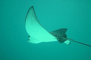 76989_8.jpg