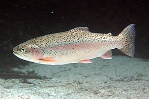 50264_8.jpg