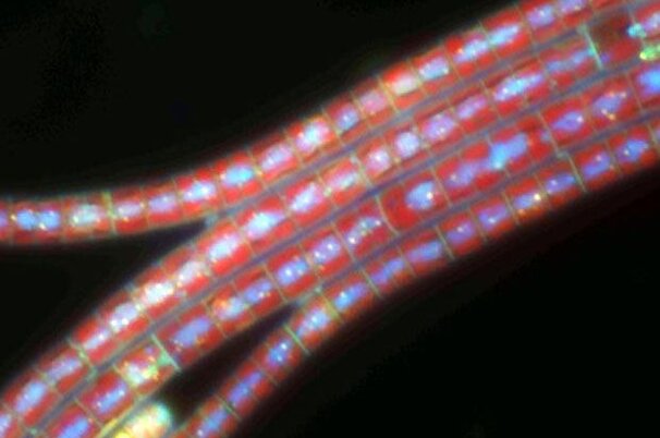 31202_8.jpg