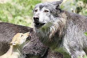 cc9f9988-a4fb-df64-88e6-a9db150a5275-43143.jpeg