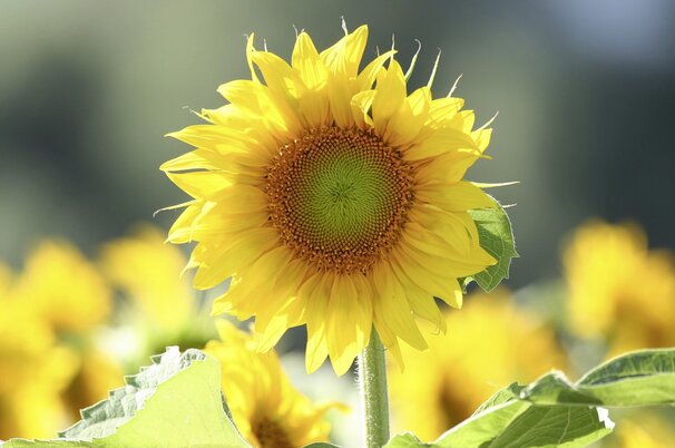 c4203b66-9b71-a650-3530-f2f58e566d6a-65007-scaled.jpeg