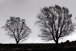 53533_8.jpg