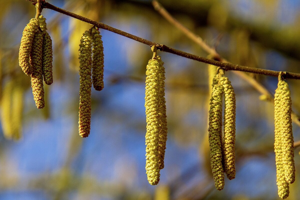 Frühe Blüte der Haselsträucher - Der Schweizer Bauer