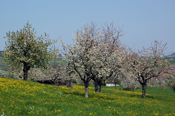 9135_8.jpg